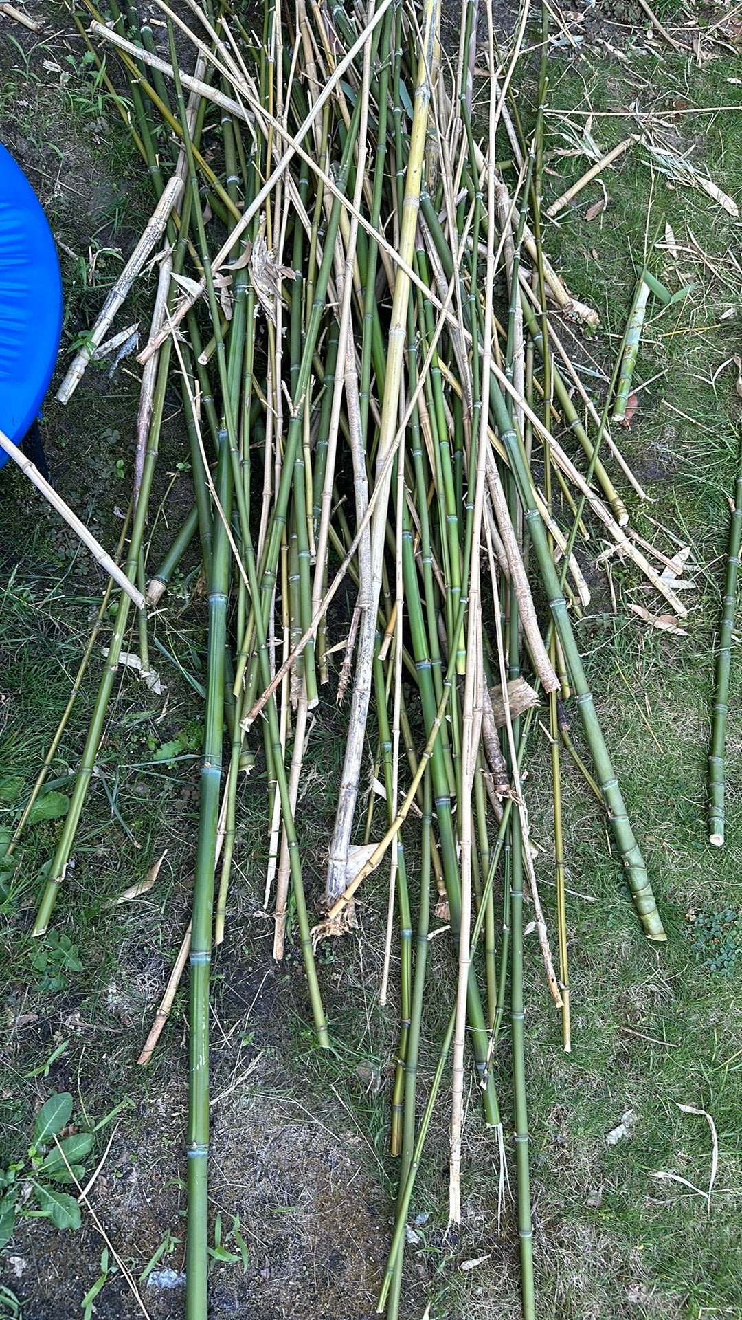 Bamboo takken te koop, Ophalen, Bloeit niet, Overige soorten, Halfschaduw