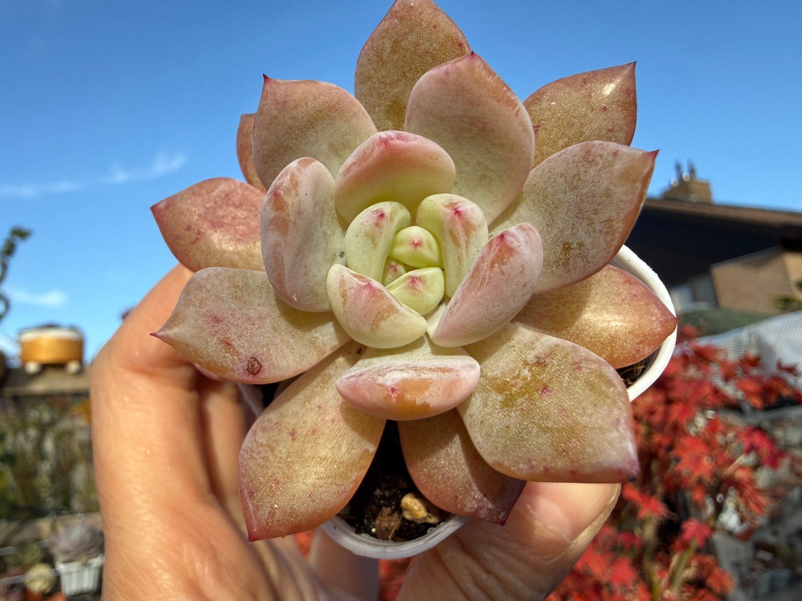 Echeveria Fairy Orange /pot 5cm/vetplant/succulent, Huis en Inrichting, Ophalen of Verzenden