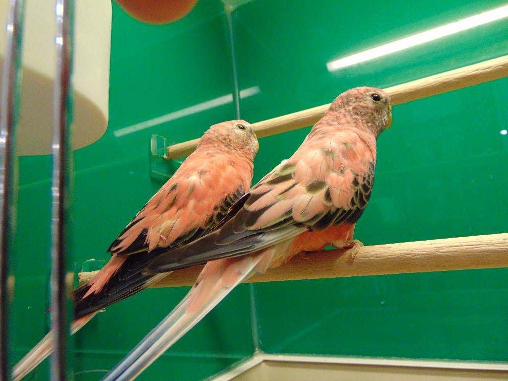 Bourks koppel roze in Assen., Meerdere dieren, Parkiet
