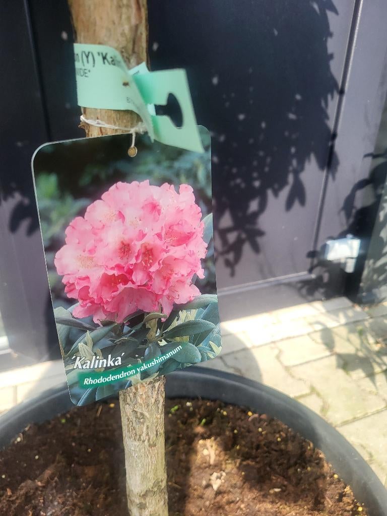 Rhododendron Y Kalinka op stam, Tuin en Terras, Planten | Bomen, Lente, 100 tot 250 cm, Ophalen, Volle zon