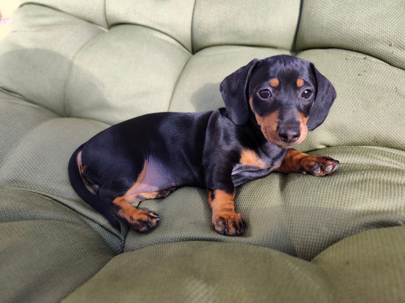 prachtige dwergteckel pups, Dieren en Toebehoren, Honden | Teckels en Dashonden, Parvo, 8 tot 15 weken, Korthaar, Teef