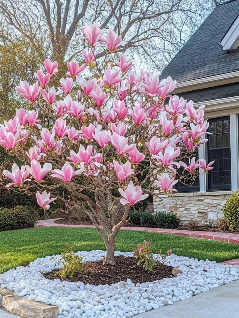Magnolia zaadjes, winterhard, Verzenden, Halfschaduw