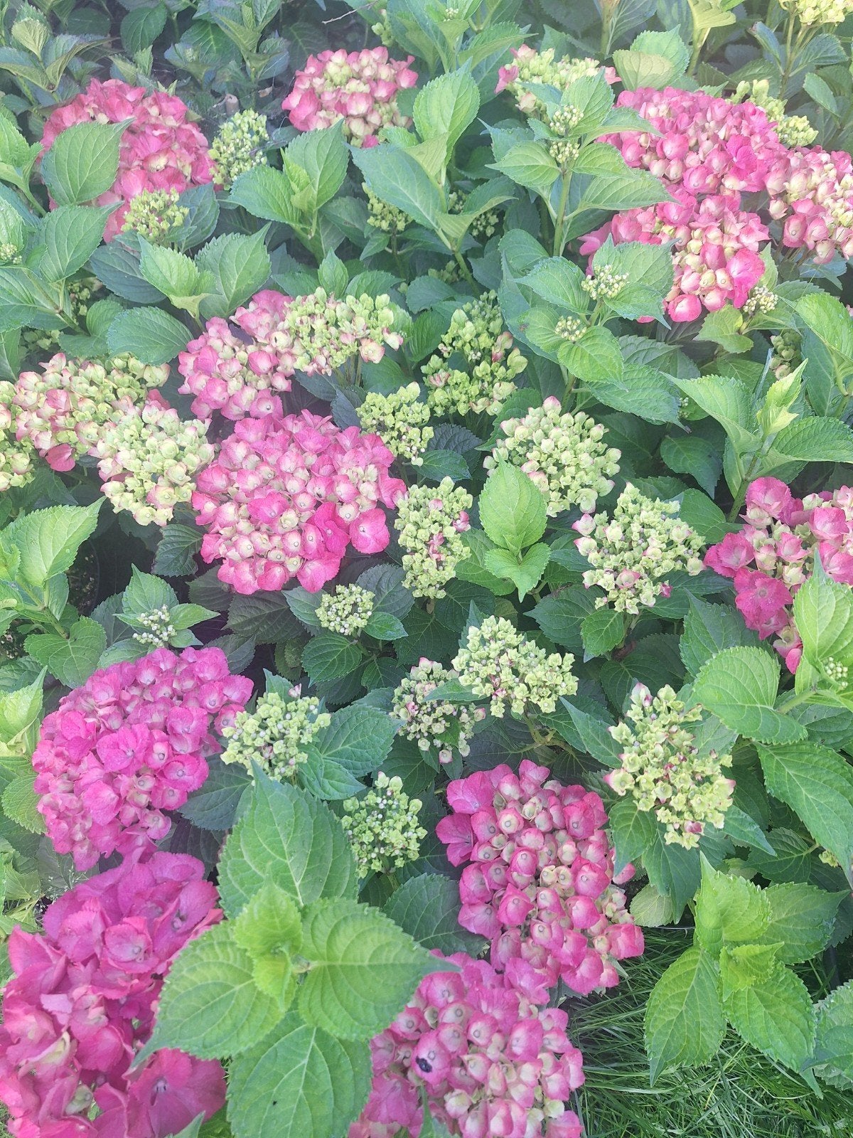 HORTENSIA'S 50X, Ophalen of Verzenden, Overige soorten, Halfschaduw