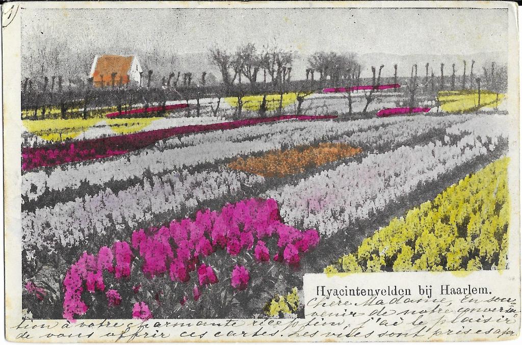 Haarlem, Hyacintenvelden, huis, Verzenden, Voor 1920, Gelopen, Noord-Holland