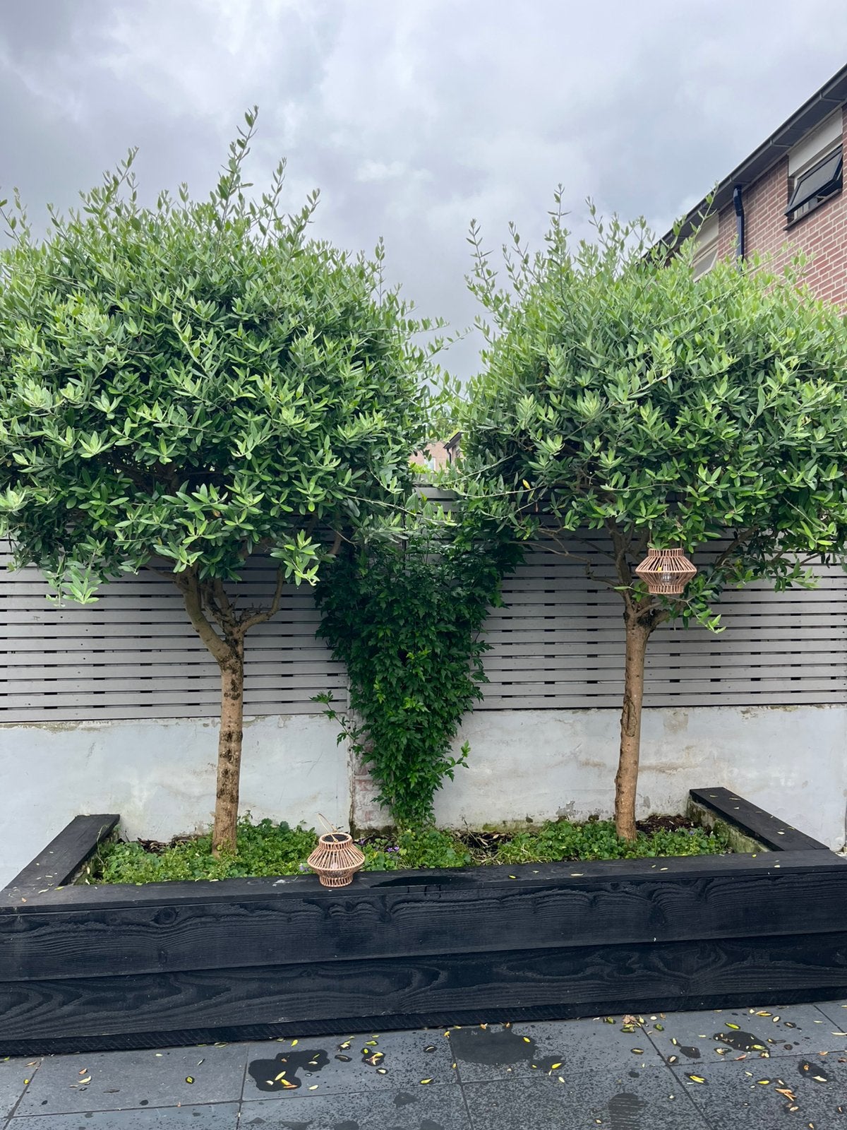 Olijfbomen, Lente, 100 tot 250 cm, Olijfboom, Ophalen