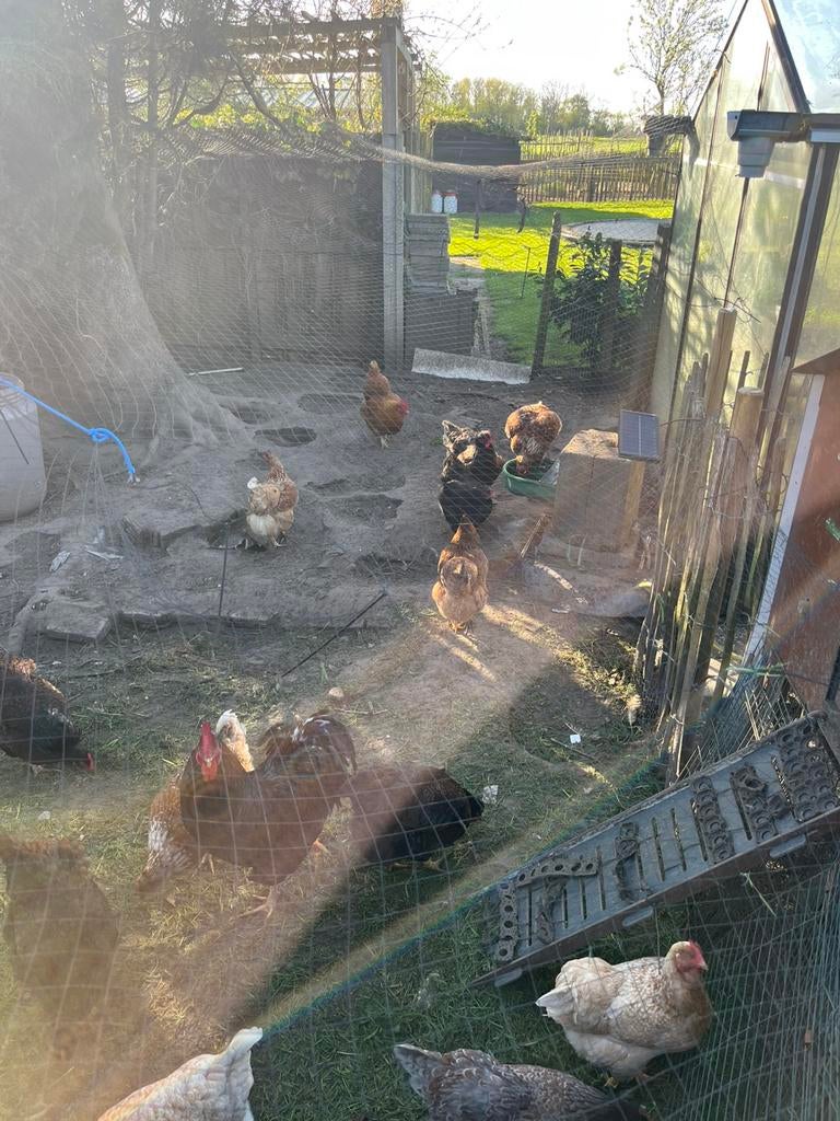 Broedeieren Barnevelders, Dieren en Toebehoren, Pluimvee, Geslacht onbekend, Kip
