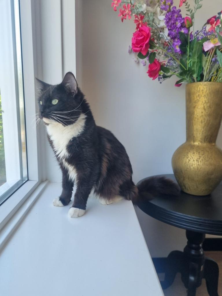 Ragdoll 2 jaar oud, Kater, Met stamboom, 0 tot 2 jaar