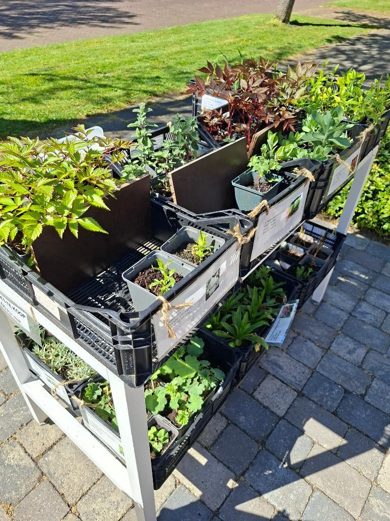 Verschillende soorten vaste planten., Volle zon, Vaste plant, Zomer, Ophalen