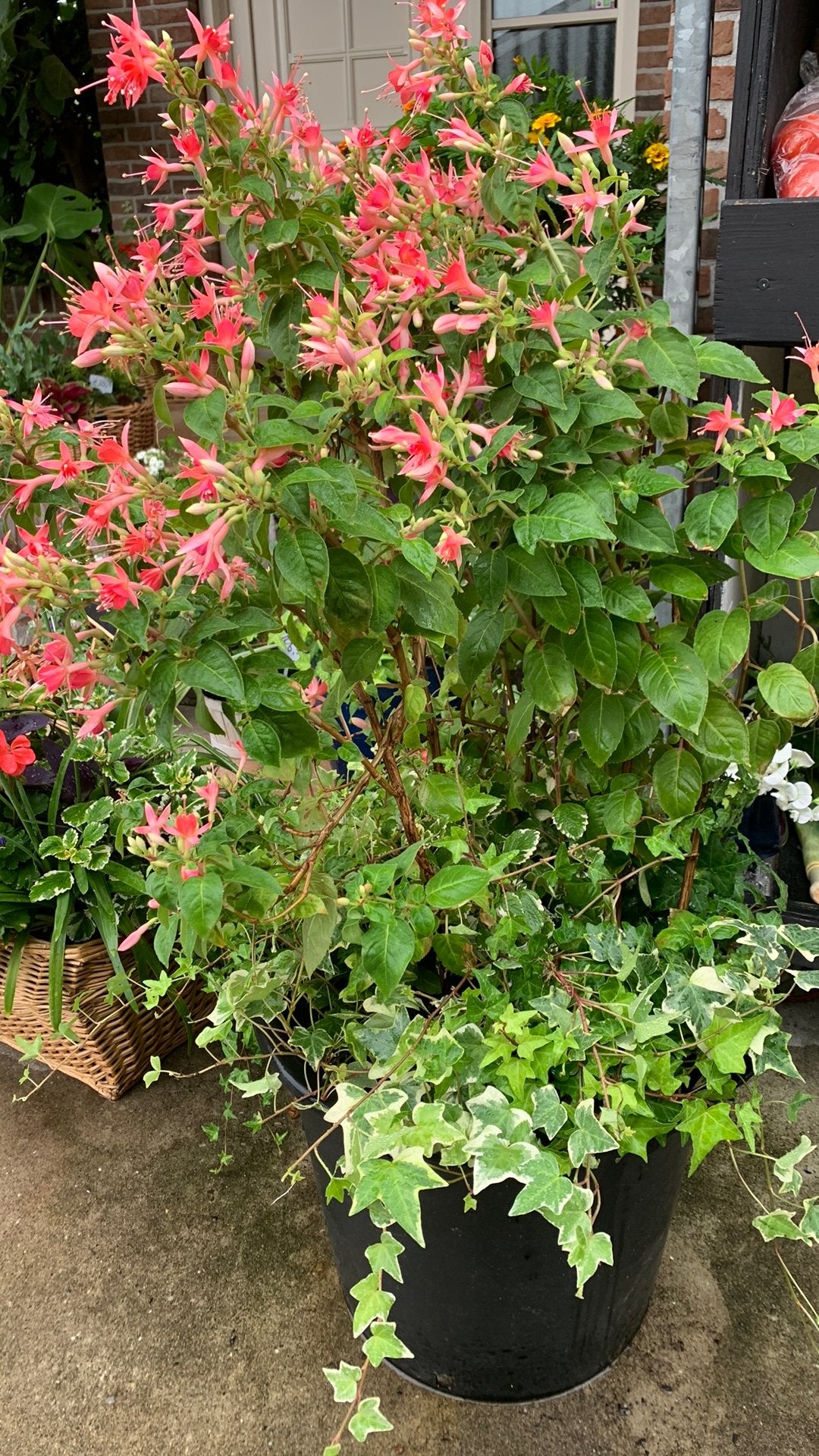 Te Koop mooie Fuchsia, Ophalen of Verzenden, Overige soorten, Minder dan 100 cm
