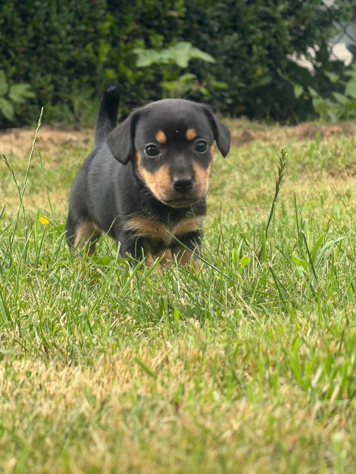 Zeer mooie sociale black and tan jack russel pup, Dieren en Toebehoren, Honden | Jack Russells en Terriërs, Teef, Jack Russell Terriër