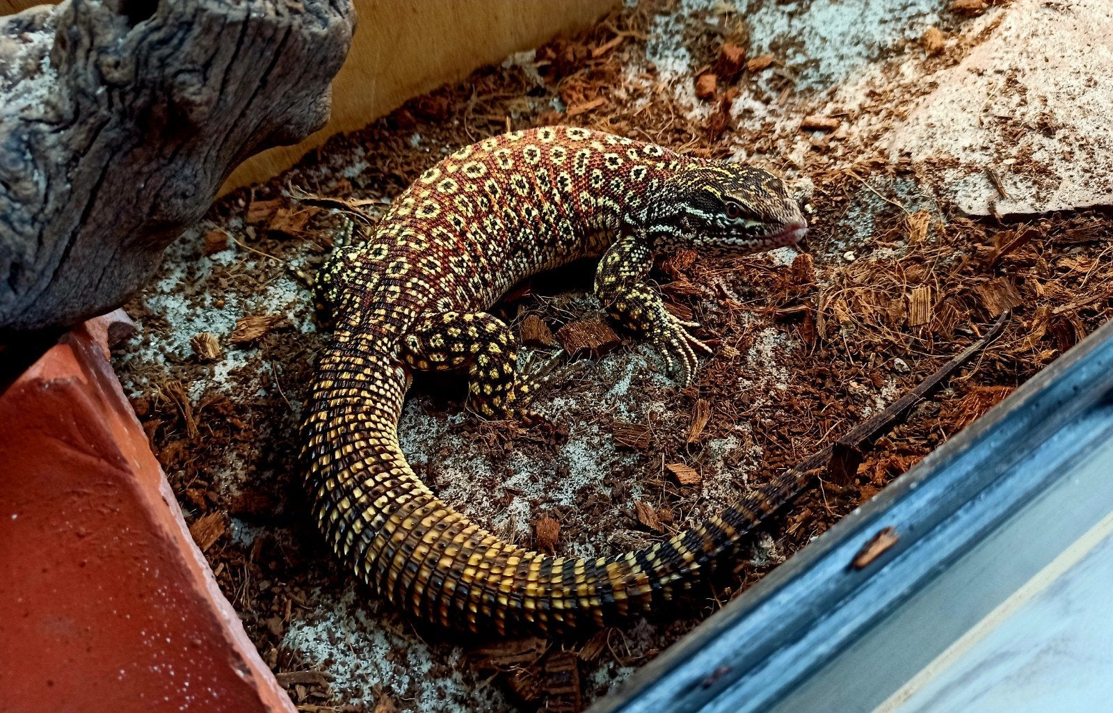 Varanus Acanthurus nk 2026 Monitor Lizard photo 8