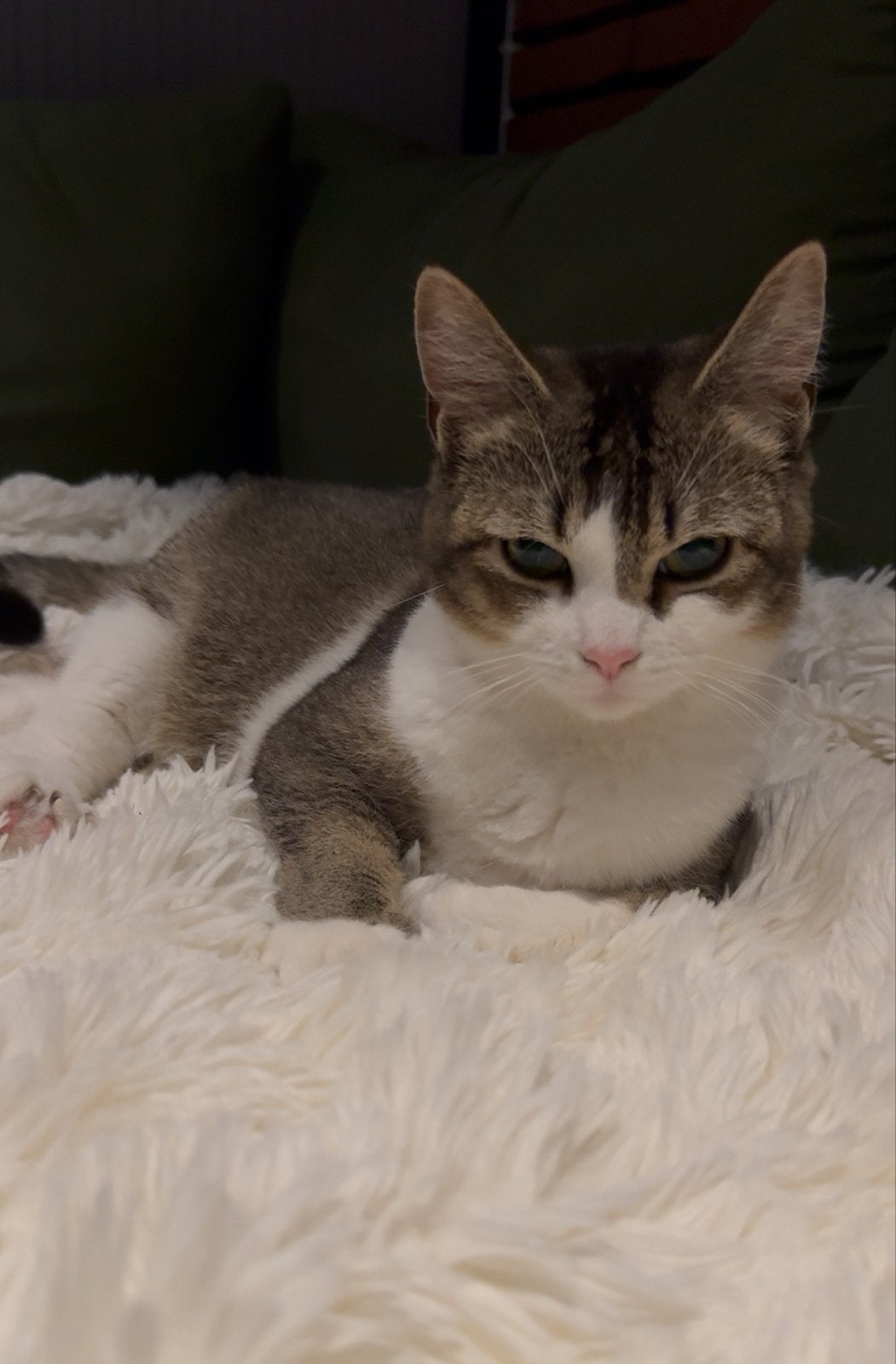 Mix poes, Poes, Kortharig, 0 tot 2 jaar