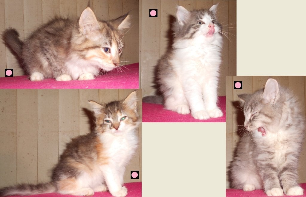Raszuivere Noorse boskat kittens, Meerdere dieren, 0 tot 2 jaar