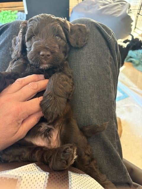 Prachtige lieve labradoodle pups (2 pups zijn gereserveerd), Overige rassen, 8 tot 15 weken, Meerdere, Meerdere dieren