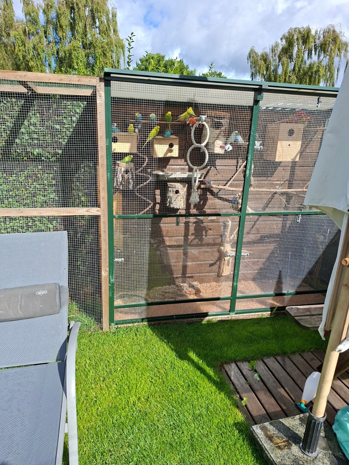 grasparkieten, Meerdere dieren, Parkiet