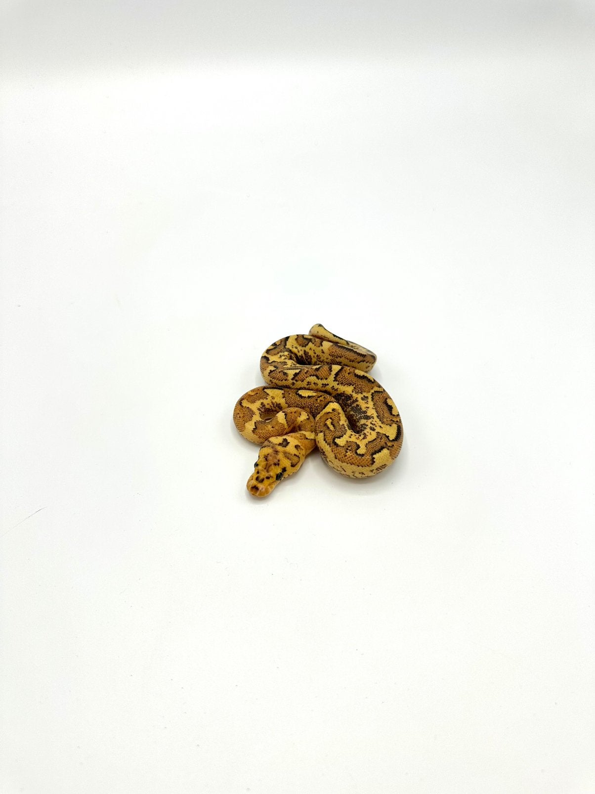 Diverse Python regius - koningspythons Ball Python photo 22
