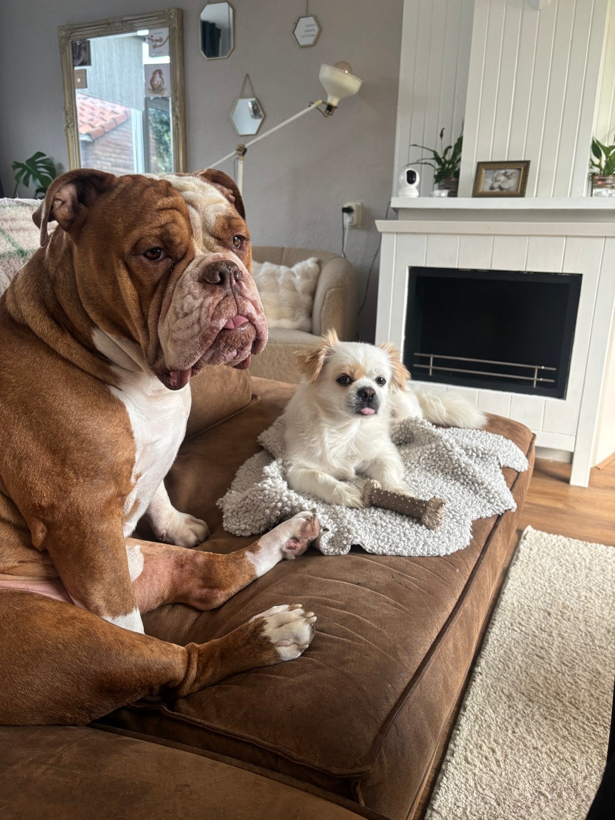 Schoonmaakster dol op honden, multitalent gezocht!, Schoonmaken woning