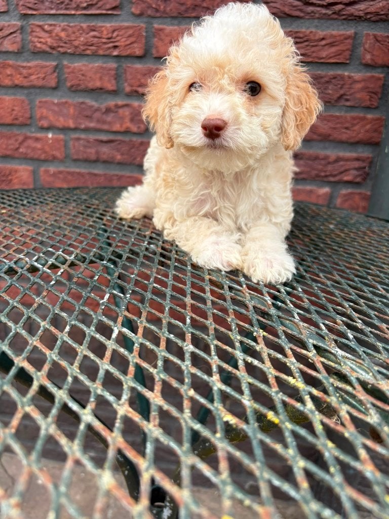 Dwergpoedel x Toypoedel pups, Poedel, Parvo, 8 tot 15 weken, Teef