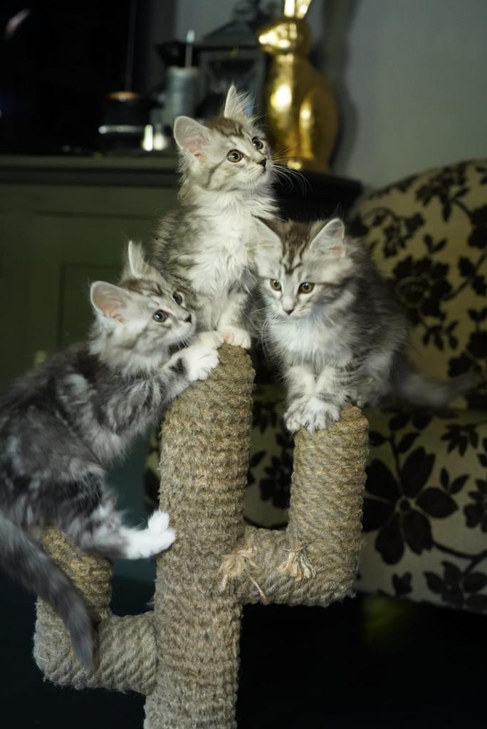 6 maine coon kittens, Meerdere dieren, Gechipt, 0 tot 2 jaar