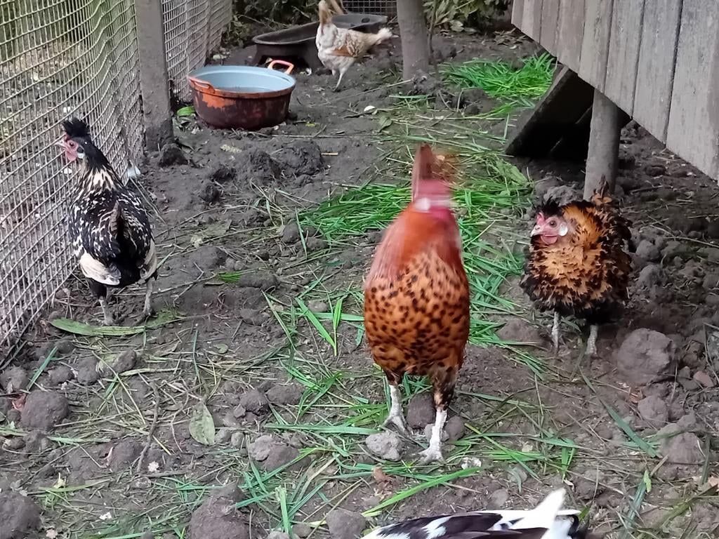 Broedeieren appenzeller spitskuif kriel,kans op krulvederig., Geslacht onbekend, Kip