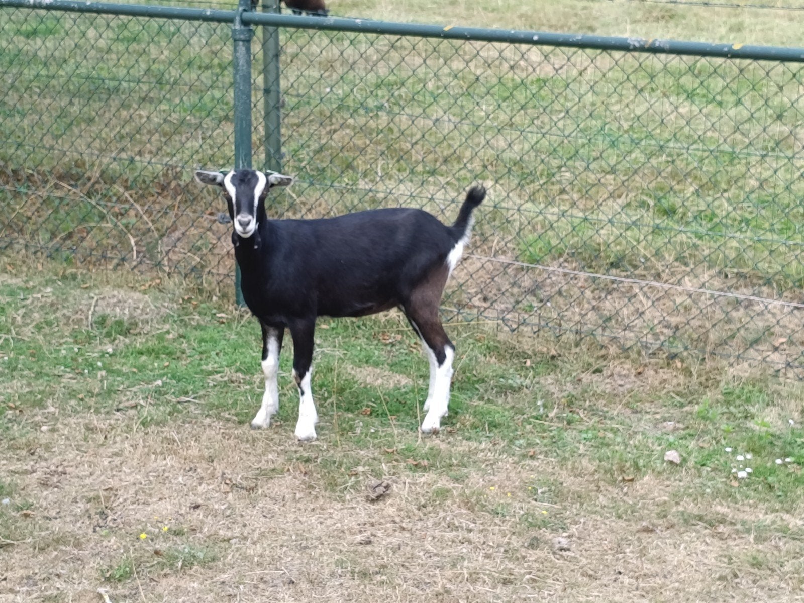 mooie toggenburger geit, Dieren en Toebehoren, Vrouwelijk, Geit, 0 tot 2 jaar