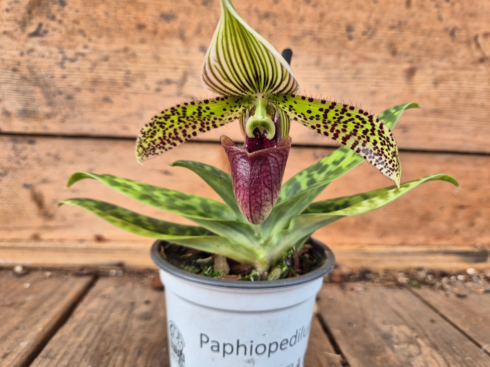 Orchidee Paphiopedilum p9 (G), Ophalen of Verzenden, Halfschaduw, Minder dan 100 cm