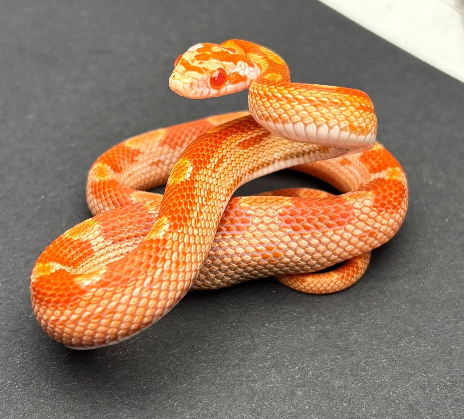 Div rattenslangen Rat Snake photo 8