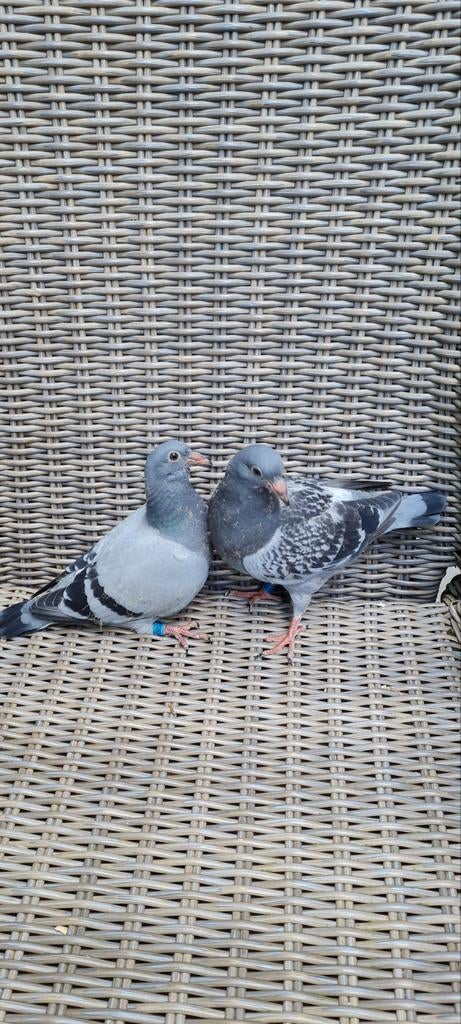 Jonge postduiven overnacht., Dieren en Toebehoren, Meerdere dieren, Postduif