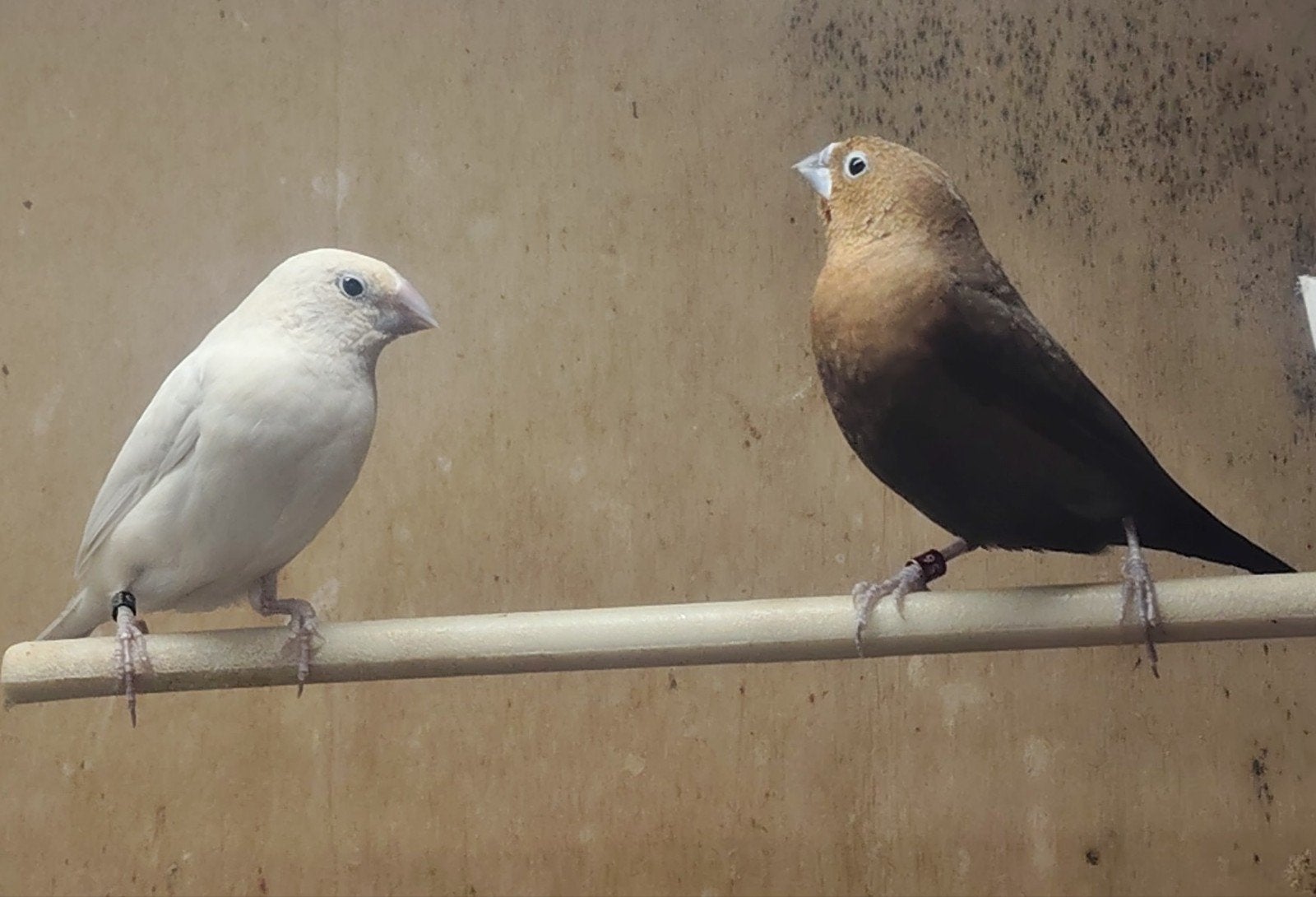 Zilverbekjes koppel, Dieren en Toebehoren, Meerdere dieren, Tropenvogel, Geringd