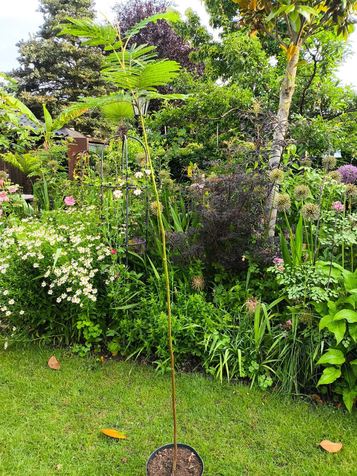 Albizia lophantha, Tuin en Terras, Planten | Bomen, Ophalen, In pot, Volle zon, Overige soorten