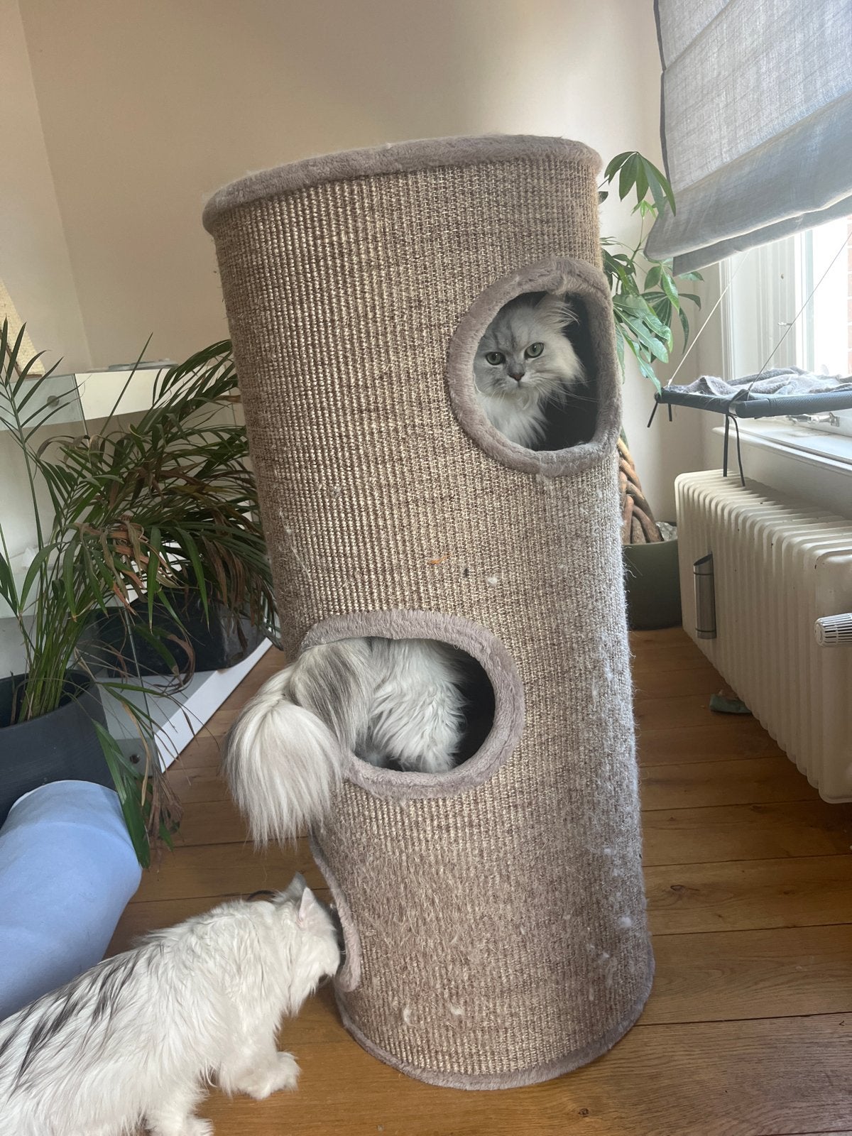krabpaal voor katten, Ophalen, Gebruikt, Krabpaal