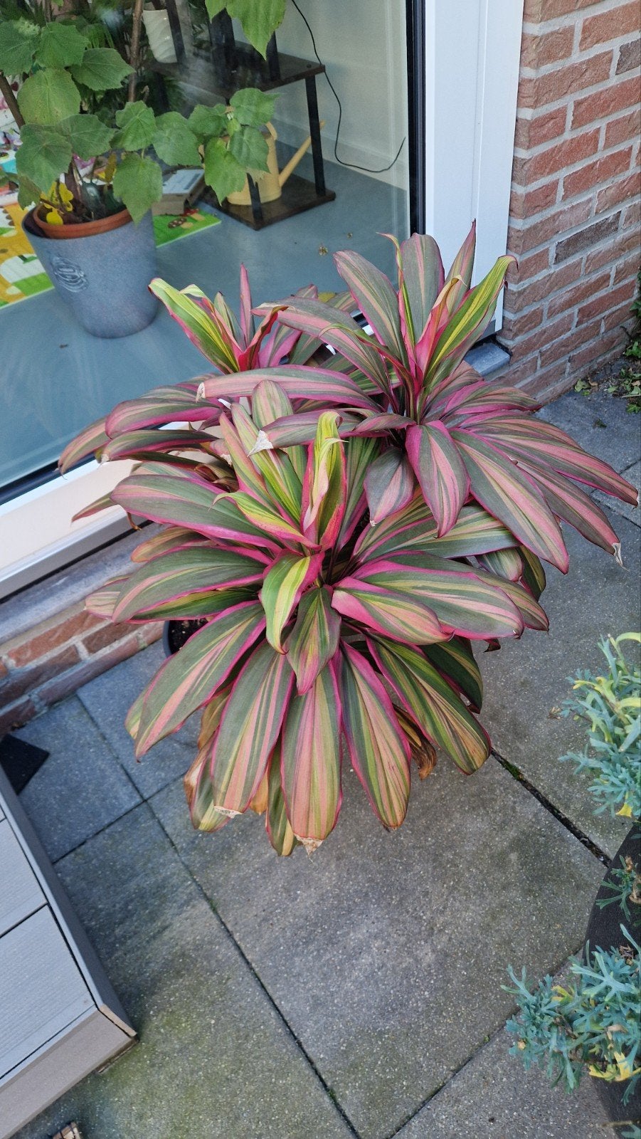 Kleurrijke Cordyline 'Pink Passion' in pot, Ophalen, 100 tot 150 cm, Overige soorten, Halfschaduw