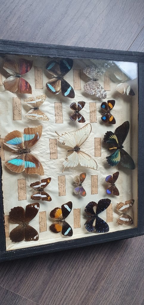 Antieke vlindercollectie in lijst - diverse soorten, Ophalen, Gebruikt, Insect, Opgezet dier