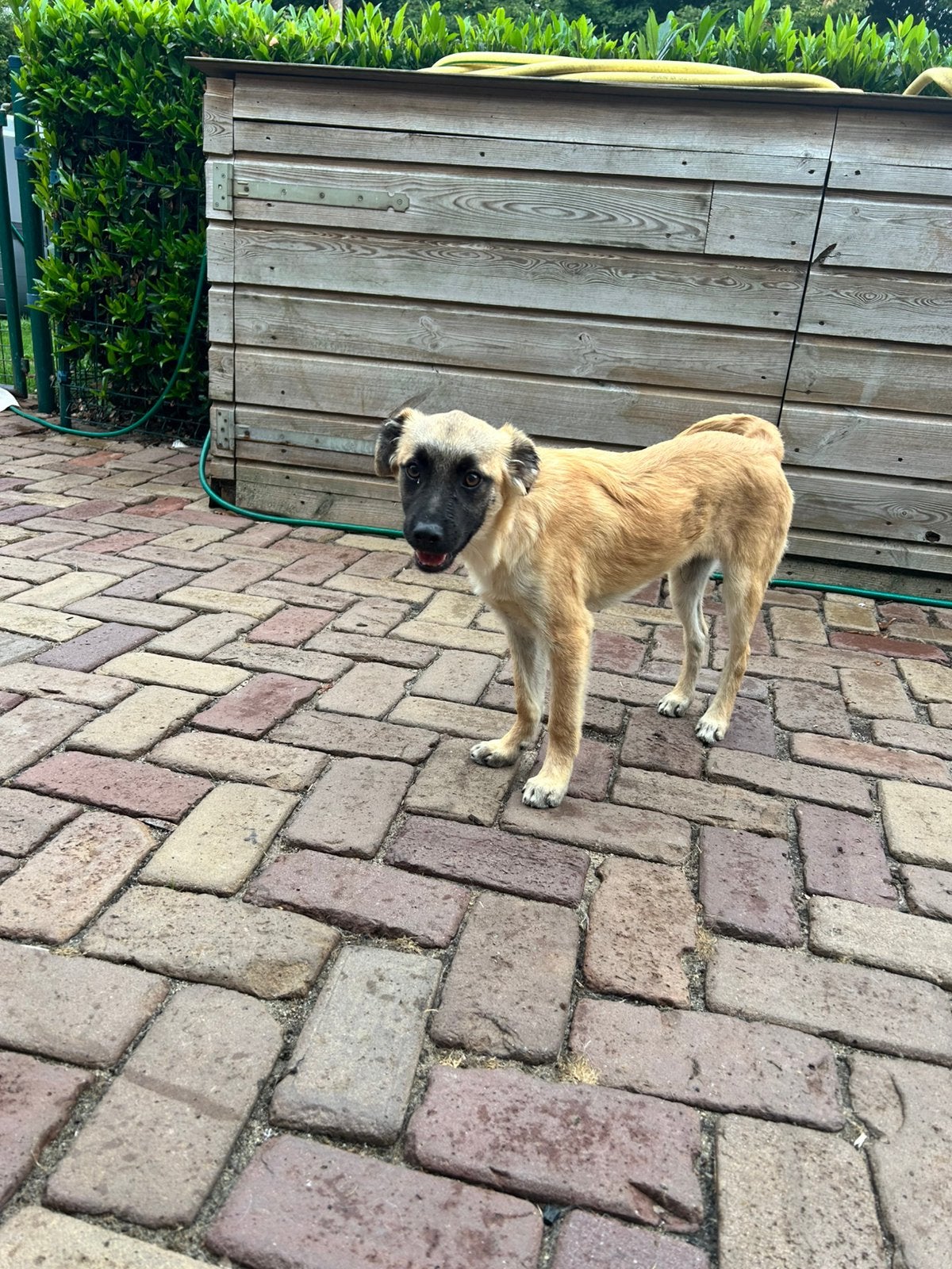 Rayan, zachtaardig klein medium pup reutje 5 maanden, Dieren en Toebehoren, Honden | Niet-rashonden, Particulier, 15 weken tot 1 jaar