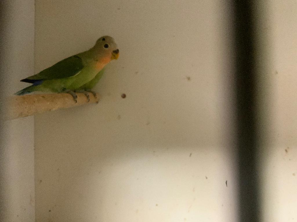 Jonge agapornis roseicollie, Dieren en Toebehoren, Vogels | Parkieten en Papegaaien, Geslacht onbekend, Dwergpapegaai of Agapornis