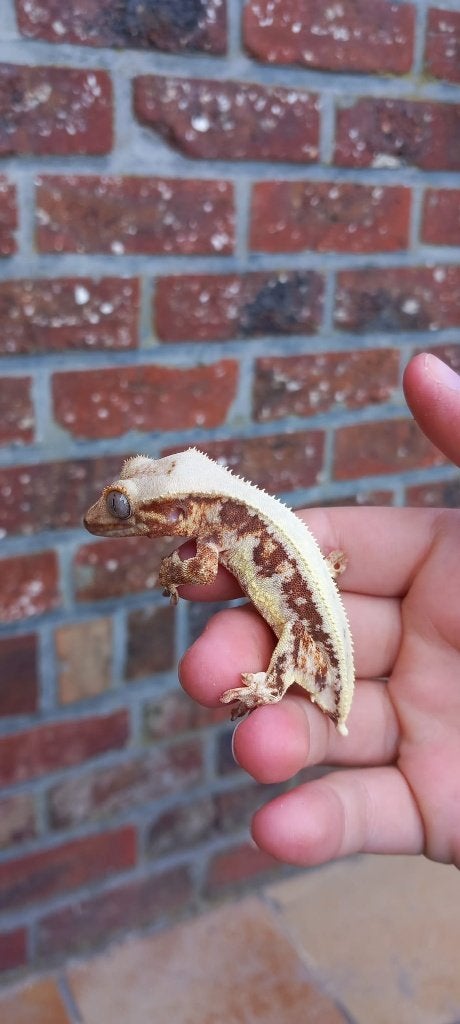 Rode Lilly White wimpergekko man Crested Gecko - male for sale from TCM_Reptiless