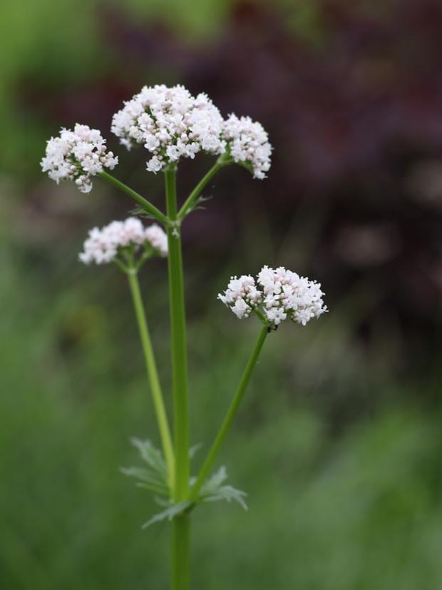 Echte valeriaan, inheemse vaste plant, bio zaad&potgrond, Volle zon, Vaste plant, Zomer, Ophalen