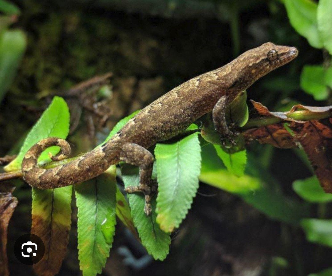 Rouwgekko, Dieren en Toebehoren, Overige soorten, 0 tot 2 jaar