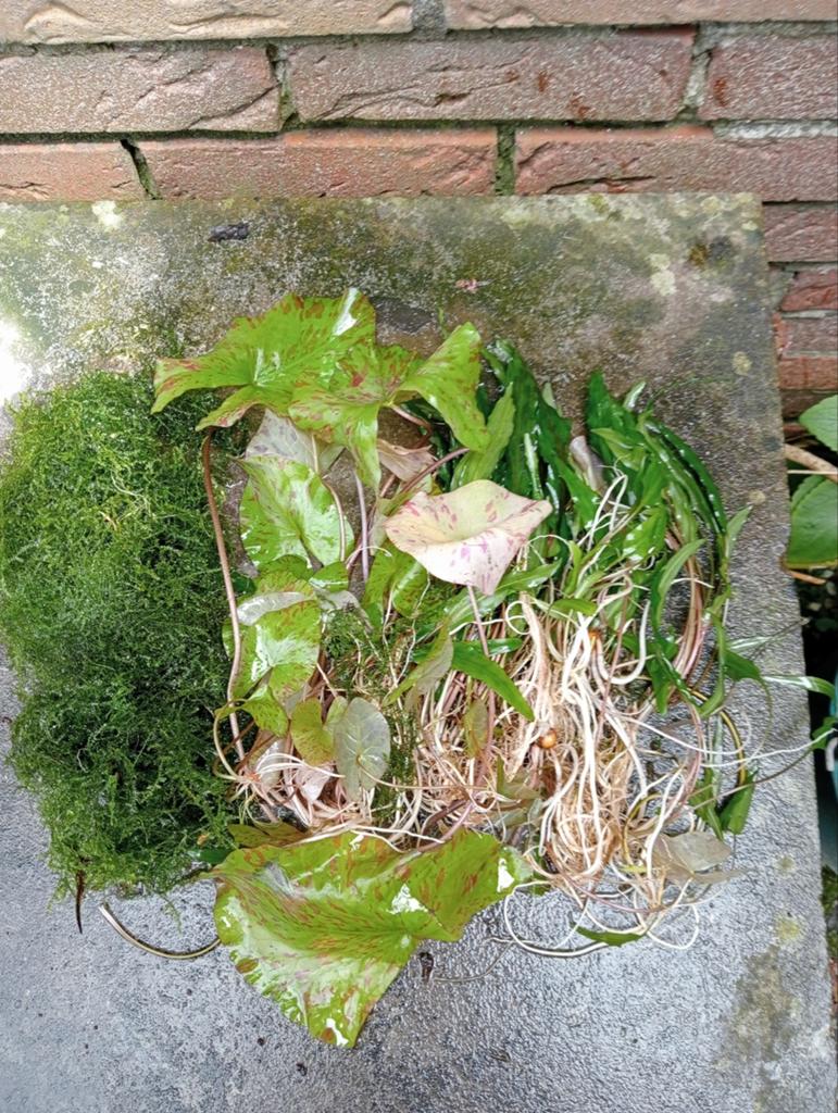 Aquarium planten! Gratis, Ophalen of Verzenden, Plant(en), Steen of Hout