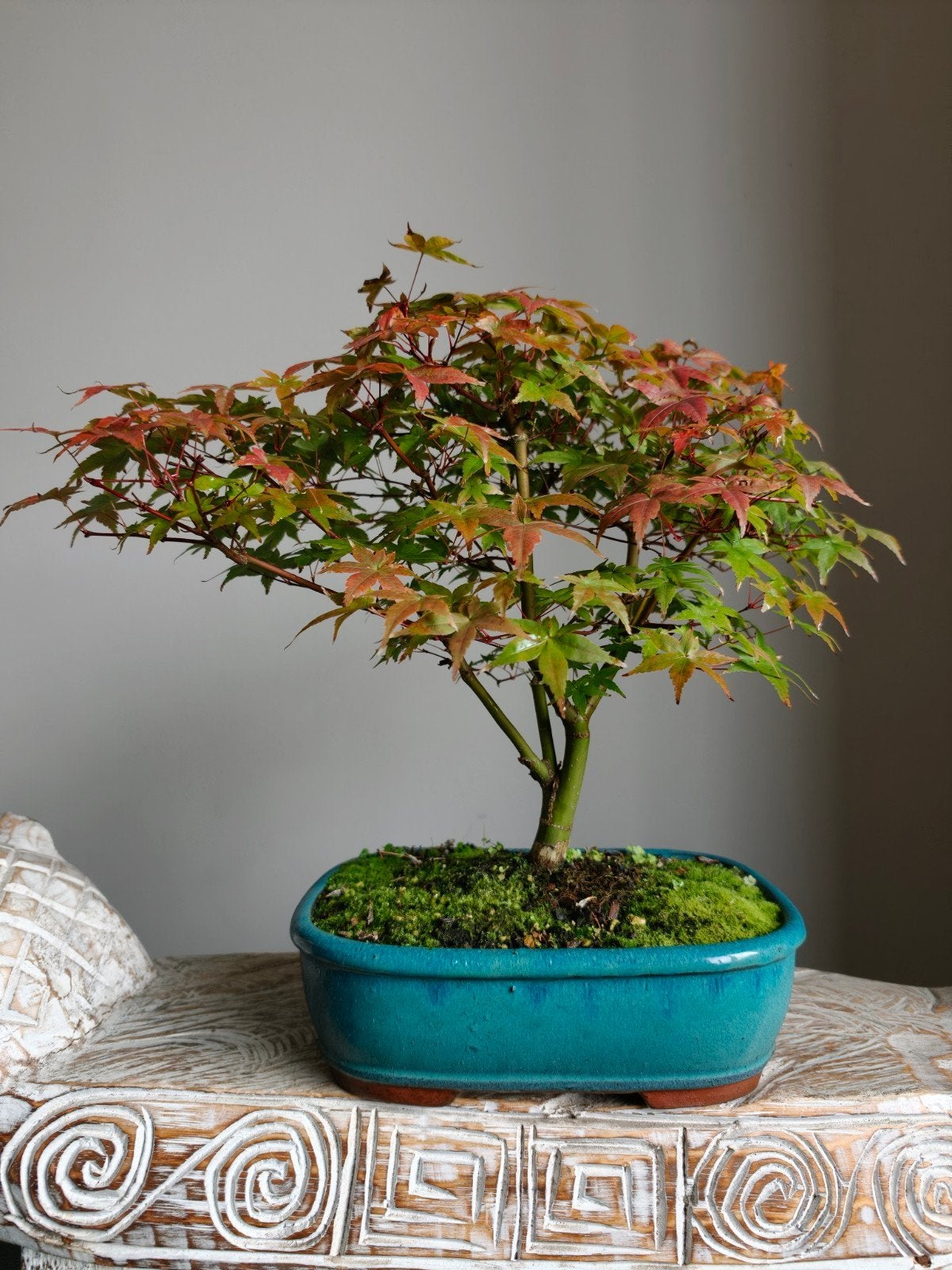 Acer Japanse Esdoorn Palmatum bonsai, Bloeit niet, Halfschaduw, Minder dan 100 cm, Overige soorten