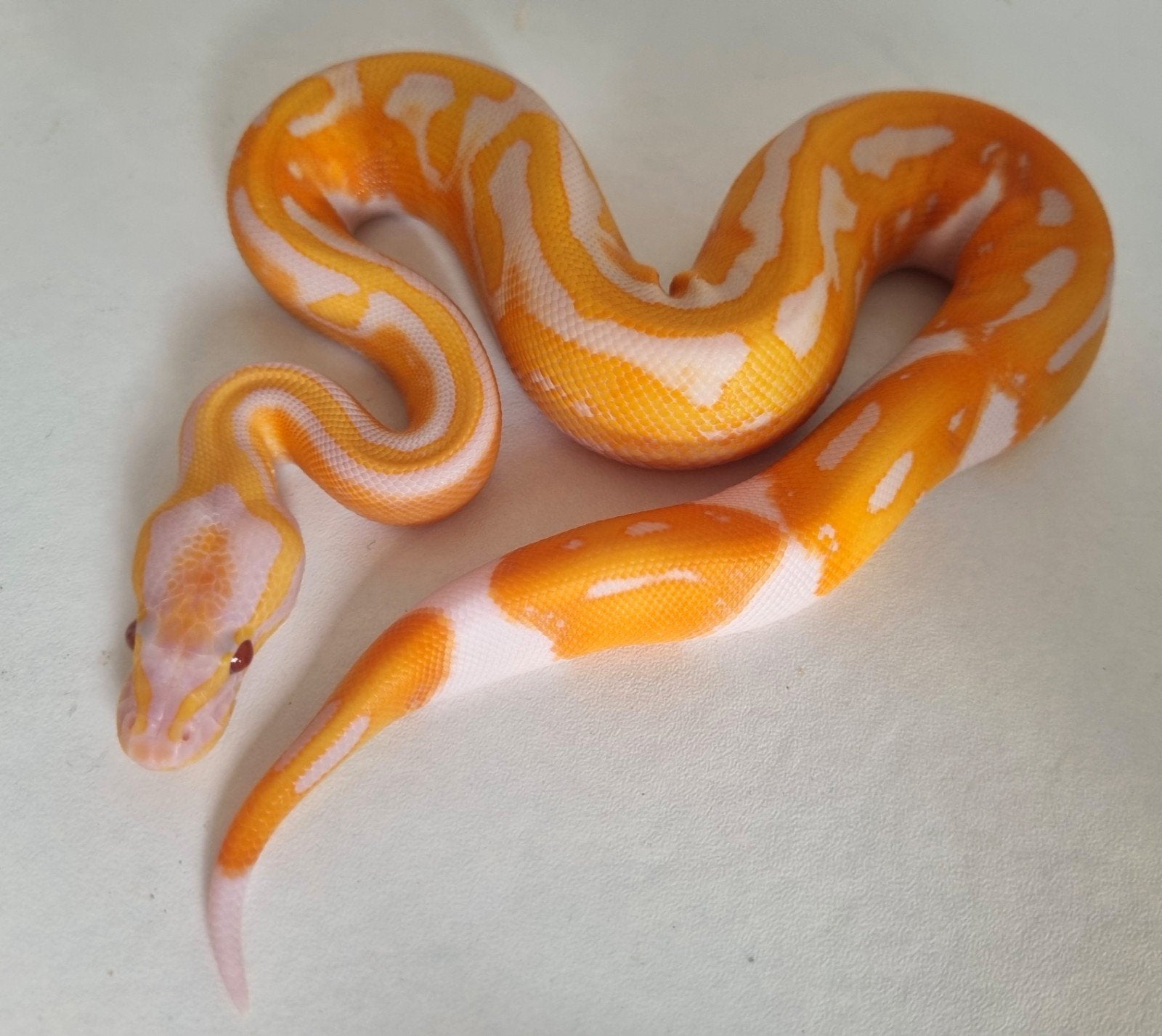 1.0 black head dreamsicle koningspython python regius, Dieren en Toebehoren, Slang, 0 tot 2 jaar