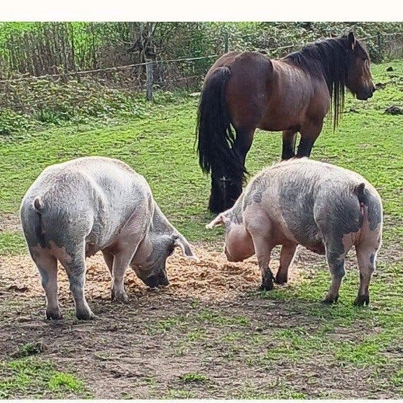 2 pietrain  duroc varkens