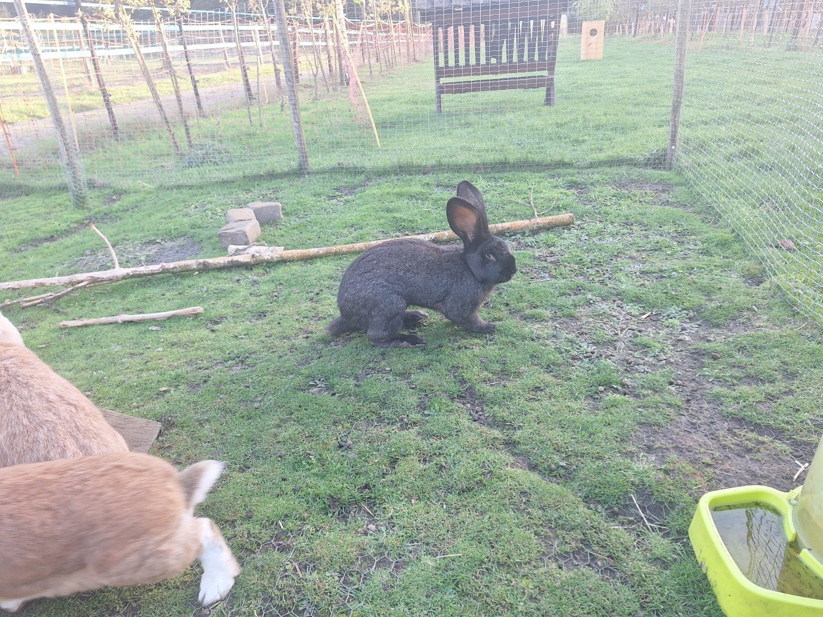Duitse reus, Mannelijk, Groot, 0 tot 2 jaar
