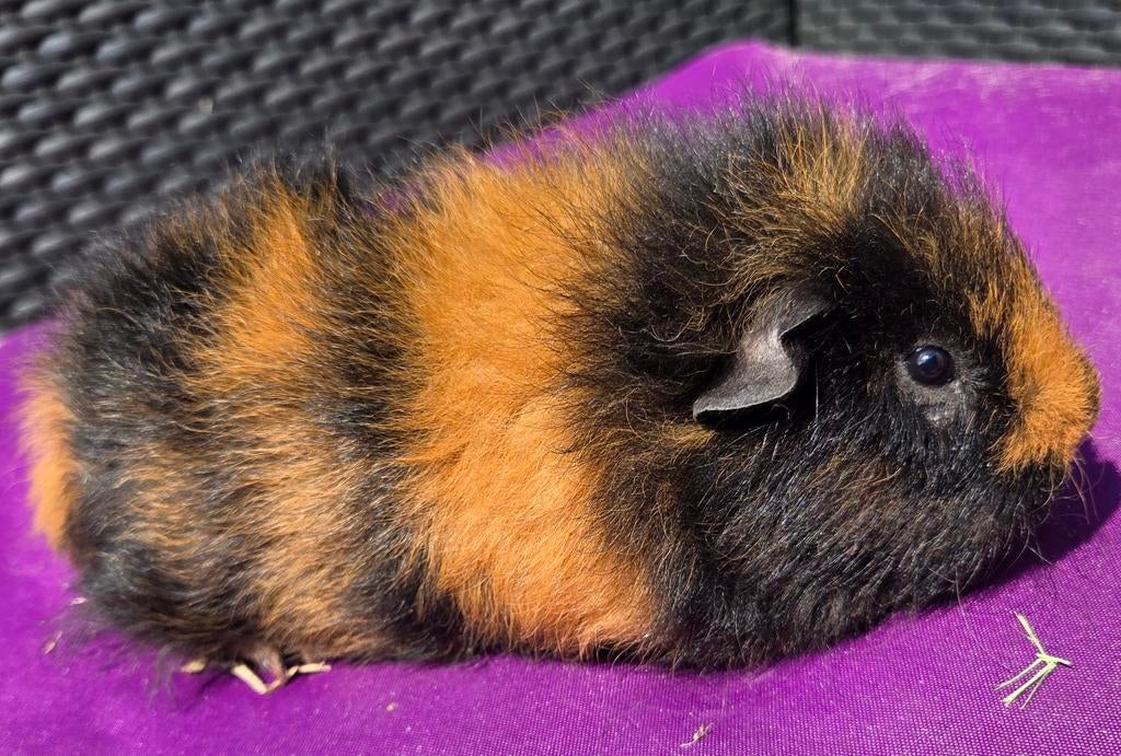 Zwart rood ch teddy beertje 🥰, Februari, Mannelijk, Cavia