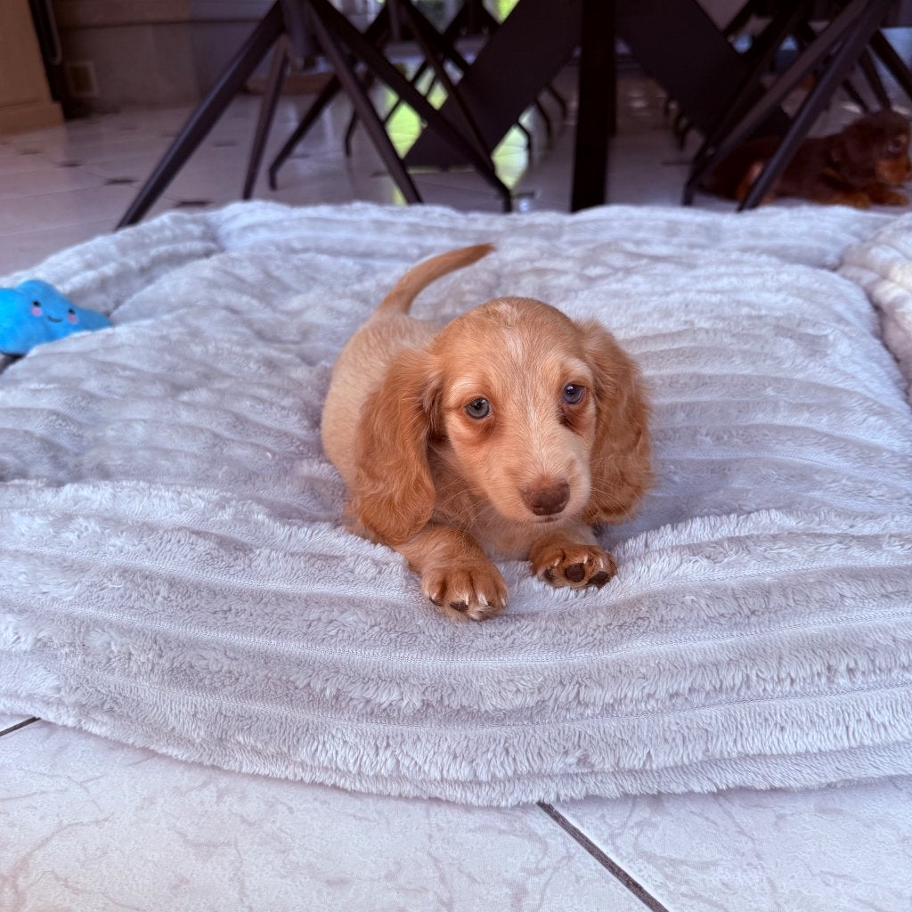 Lieve Kaninchen/Dwerg Teckel Pups, Dieren en Toebehoren, Parvo, België, Particulier, 8 tot 15 weken
