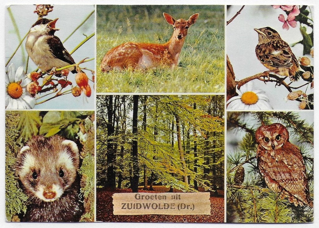 Zuidwolde gelopen ansichtkaart (B 2882 ), Ophalen of Verzenden, 1980 tot heden, Gelopen