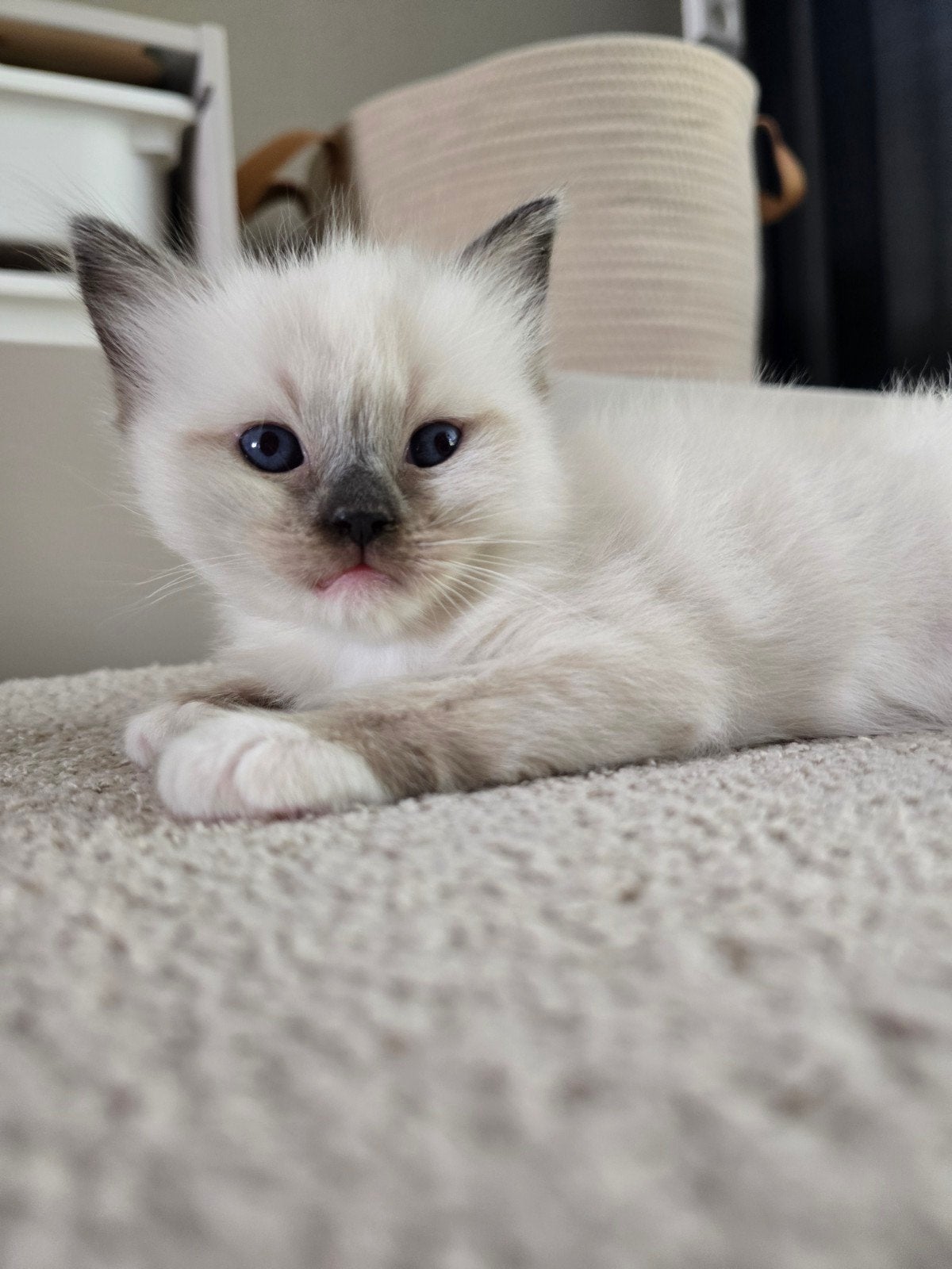 Ragdoll Kitten, Dieren en Toebehoren, Poes, 0 tot 2 jaar