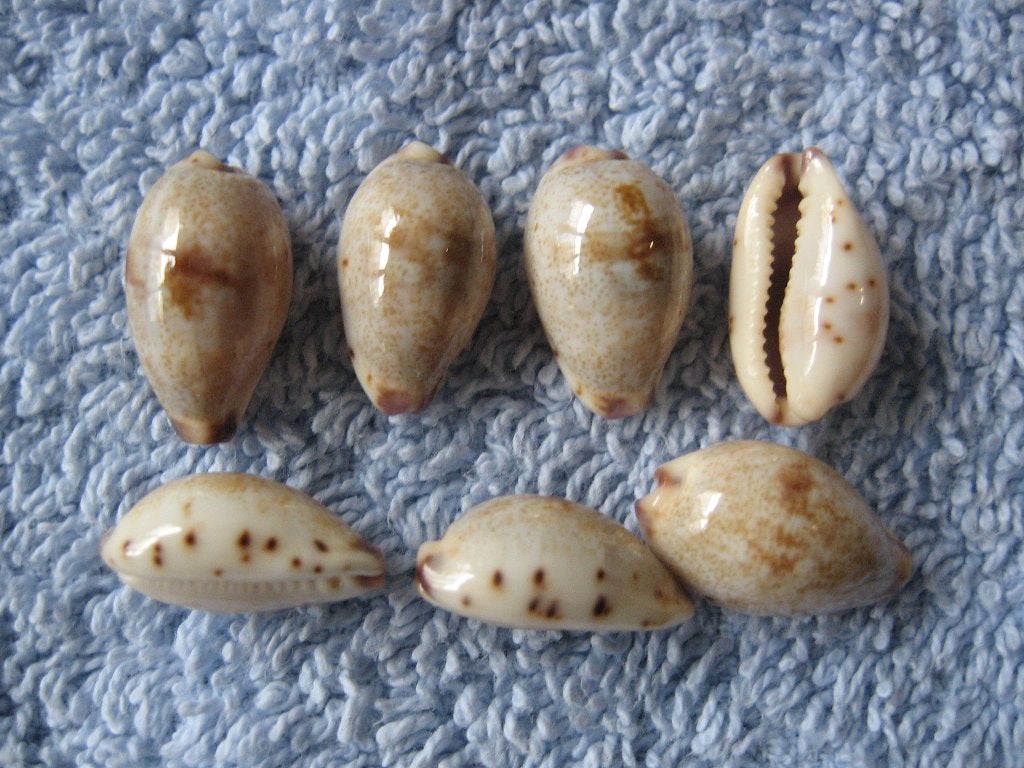 Schelpen: Cypraea gracilis Gaskoin f++g 14-18mm, Verzamelen, Mineralen en Fossielen, Verzenden, Schelp(en)