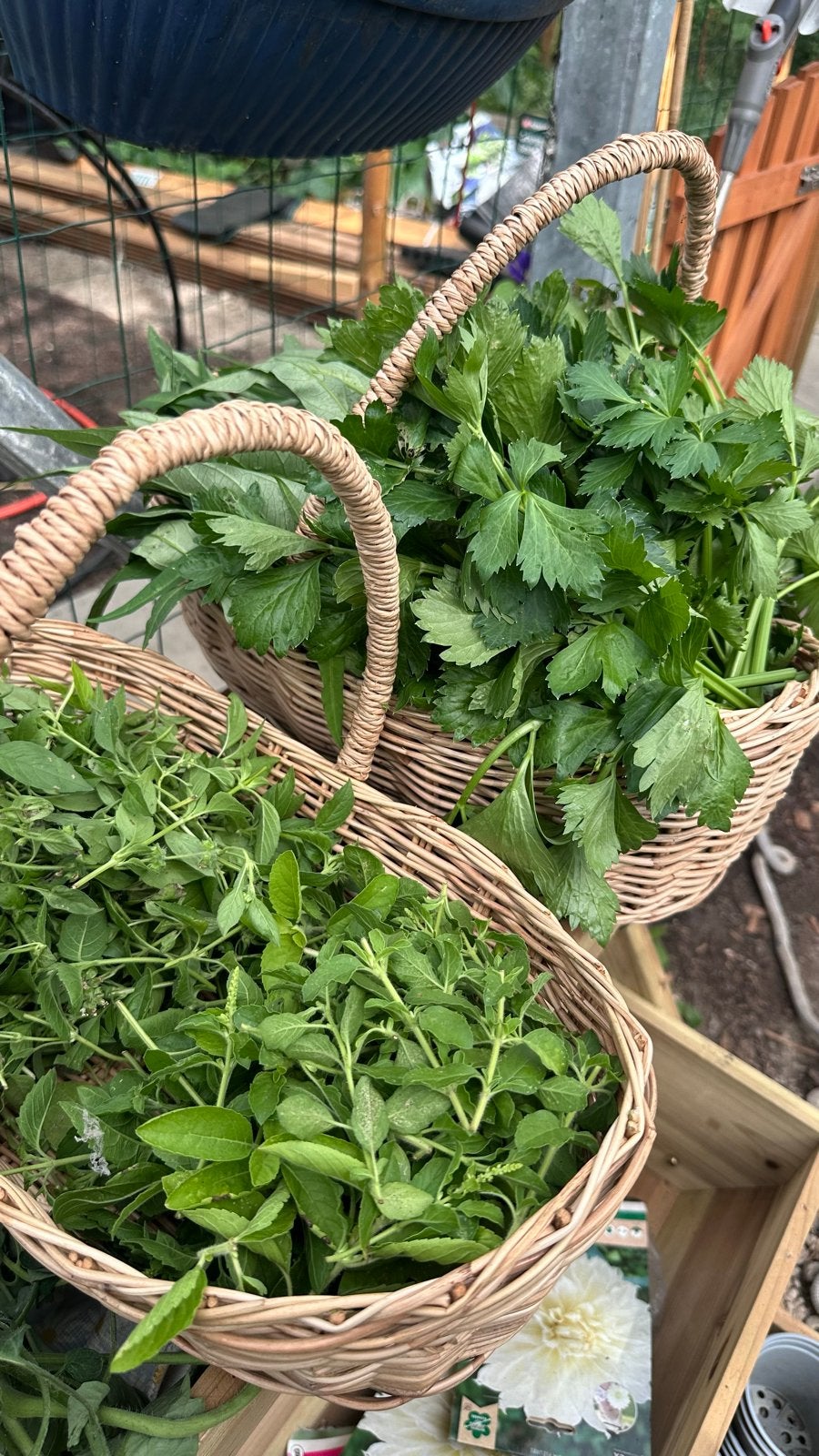 Thaise holy basil, Ophalen of Verzenden
