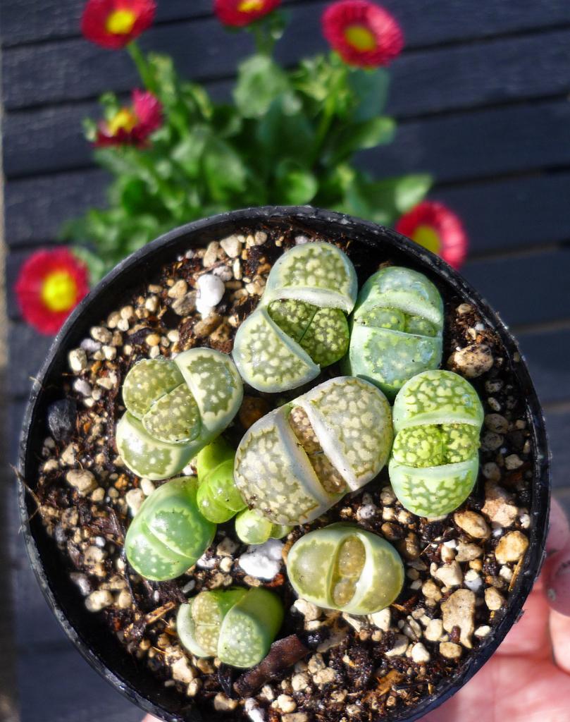 cactus - Lithops salicola Malachite - levende steentjes, Huis en Inrichting, Kamerplanten, Verzenden, Cactus, Volle zon, Minder dan 100 cm